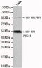 Retrotransposon-derived protein PEG10 antibody, STJ99176, St John