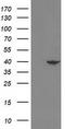 N-Terminal EF-Hand Calcium Binding Protein 1 antibody, TA502546S, Origene, Western Blot image 