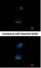 UBA Domain Containing 1 antibody, NBP2-15153, Novus Biologicals, Immunofluorescence image 