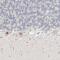 TRNA Splicing Endonuclease Subunit 2 antibody, PA5-55511, Invitrogen Antibodies, Immunohistochemistry paraffin image 