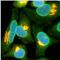 Nucleoporin 153 antibody, ab24700, Abcam, Immunofluorescence image 
