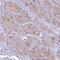 Ubiquitin Specific Peptidase 38 antibody, NBP2-13510, Novus Biologicals, Immunohistochemistry paraffin image 