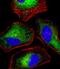 Density Regulated Re-Initiation And Release Factor antibody, M06362, Boster Biological Technology, Immunofluorescence image 