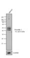 Presenilin 1 antibody, PA1-1752, Invitrogen Antibodies, Western Blot image 