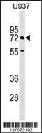 Cerebral Endothelial Cell Adhesion Molecule antibody, 59-520, ProSci, Western Blot image 