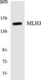 MutL Homolog 3 antibody, LS-C292184, Lifespan Biosciences, Western Blot image 