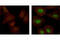Eukaryotic Translation Initiation Factor 4E Binding Protein 1 antibody, 2855P, Cell Signaling Technology, Immunofluorescence image 