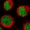 PDS5 Cohesin Associated Factor B antibody, HPA040015, Atlas Antibodies, Immunofluorescence image 