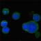 Wnt Family Member 5A antibody, GTX83127, GeneTex, Immunofluorescence image 