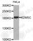 Lysine Demethylase 5C antibody, A2278, ABclonal Technology, Western Blot image 