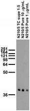 Phytanoyl-CoA dioxygenase, peroxisomal antibody, 73-238, Antibodies Incorporated, Western Blot image 