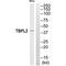 TATA-Box Binding Protein Like 2 antibody, PA5-50171, Invitrogen Antibodies, Western Blot image 