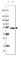 Dopa Decarboxylase antibody, AMAb91089, Atlas Antibodies, Western Blot image 