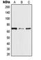 TRAF3 Interacting Protein 3 antibody, LS-C353565, Lifespan Biosciences, Western Blot image 