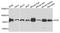 Cytochrome P450 Oxidoreductase antibody, A8142, ABclonal Technology, Western Blot image 