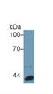 Apolipoprotein A4 antibody, LS-C302646, Lifespan Biosciences, Western Blot image 