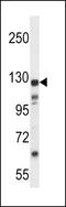 KIAA1324 antibody, LS-C165388, Lifespan Biosciences, Western Blot image 