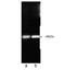 Proteasome 26S Subunit, ATPase 5 antibody, M05480, Boster Biological Technology, Western Blot image 