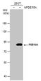 Phosphodiesterase 10A antibody, PA5-31293, Invitrogen Antibodies, Western Blot image 