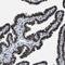 Small RNA Binding Exonuclease Protection Factor La antibody, NBP1-82851, Novus Biologicals, Immunohistochemistry frozen image 