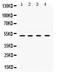 Ubiquitin Conjugating Enzyme E2 Q2 antibody, PB9839, Boster Biological Technology, Western Blot image 