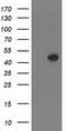 Histone-lysine N-methyltransferase SETD7 antibody, CF503377, Origene, Western Blot image 