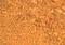 C-C Motif Chemokine Receptor 2 antibody, NB100-718, Novus Biologicals, Immunohistochemistry frozen image 