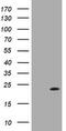 Leucine zipper and ICAT homologous domain-containing protein antibody, TA505831, Origene, Western Blot image 