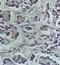 BCL2L2-PABPN1 Readthrough antibody, orb77632, Biorbyt, Immunohistochemistry paraffin image 