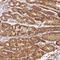 Adenylate Cyclase 4 antibody, NBP2-37920, Novus Biologicals, Immunohistochemistry frozen image 