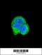 Aspartoacylase antibody, 62-507, ProSci, Immunofluorescence image 