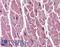 Uracil-DNA glycosylase antibody, LS-B2938, Lifespan Biosciences, Immunohistochemistry paraffin image 