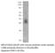 Absent In Melanoma 2 antibody, AIM2-201AP, FabGennix, Western Blot image 