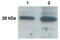 Kallikrein Related Peptidase 9 antibody, NB200-136, Novus Biologicals, Western Blot image 
