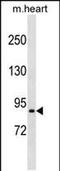 Proline Rich Transmembrane Protein 4 antibody, PA5-48968, Invitrogen Antibodies, Western Blot image 