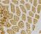 CD209 antigen antibody, PA1-30119, Invitrogen Antibodies, Immunohistochemistry frozen image 