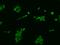 Proton-coupled amino acid transporter 4 antibody, 203638-T02, Sino Biological, Immunohistochemistry frozen image 
