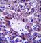 NAD Kinase 2, Mitochondrial antibody, LS-C168156, Lifespan Biosciences, Immunohistochemistry frozen image 