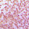 Transcription Factor Dp-1 antibody, LS-C352923, Lifespan Biosciences, Immunohistochemistry frozen image 