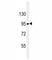 NPHS1 Adhesion Molecule, Nephrin antibody, F53519-0.1ML, NSJ Bioreagents, Western Blot image 