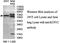 Potassium Voltage-Gated Channel Modifier Subfamily V Member 2 antibody, MBS416338, MyBioSource, Western Blot image 