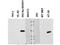 NADPH Oxidase Organizer 1 antibody, A05047, Boster Biological Technology, Western Blot image 