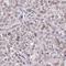 Family With Sequence Similarity 122A antibody, HPA056646, Atlas Antibodies, Immunohistochemistry frozen image 