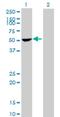 Protein Phosphatase 1 Regulatory Subunit 12B antibody, H00004660-B02P, Novus Biologicals, Western Blot image 