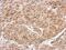 Collapsin Response Mediator Protein 1 antibody, PA5-77924, Invitrogen Antibodies, Immunohistochemistry paraffin image 