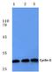 Cyclin G1 antibody, AP06084PU-N, Origene, Western Blot image 