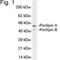 Perilipin 1 antibody, PA1-1052, Invitrogen Antibodies, Western Blot image 