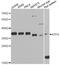 ATF4 antibody, MBS125836, MyBioSource, Western Blot image 