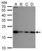 Nucleolar Pre-RRNA Processing Protein NIP7 antibody, GTX120926, GeneTex, Western Blot image 