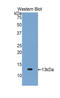 C-C Motif Chemokine Ligand 2 antibody, LS-C302494, Lifespan Biosciences, Western Blot image 